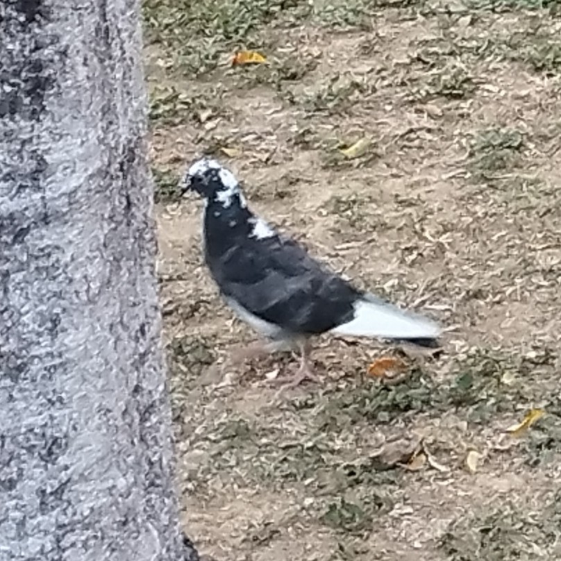 Piccione domestico - ML646345865