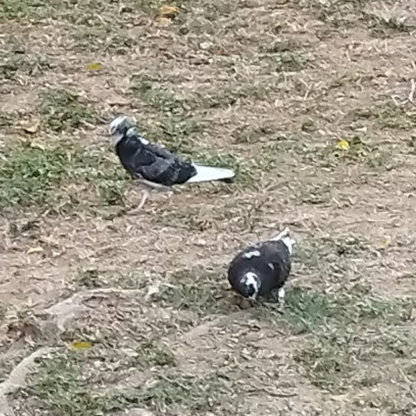 Piccione domestico - ML646345866