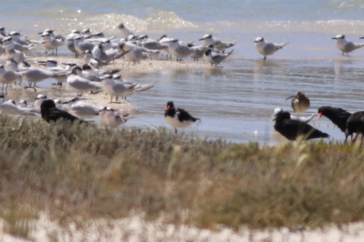 Eurasian Oystercatcher - ML646345873