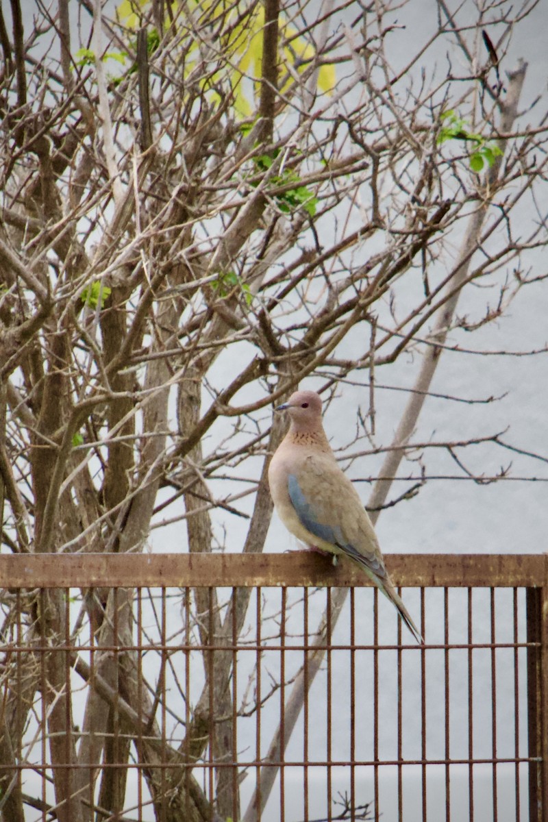 Laughing Dove - ML646345874