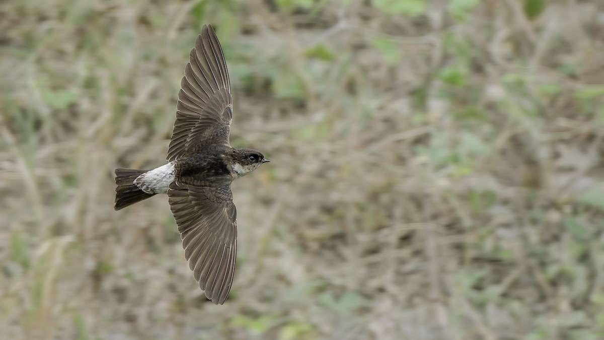 Siberian House-Martin - ML646345875
