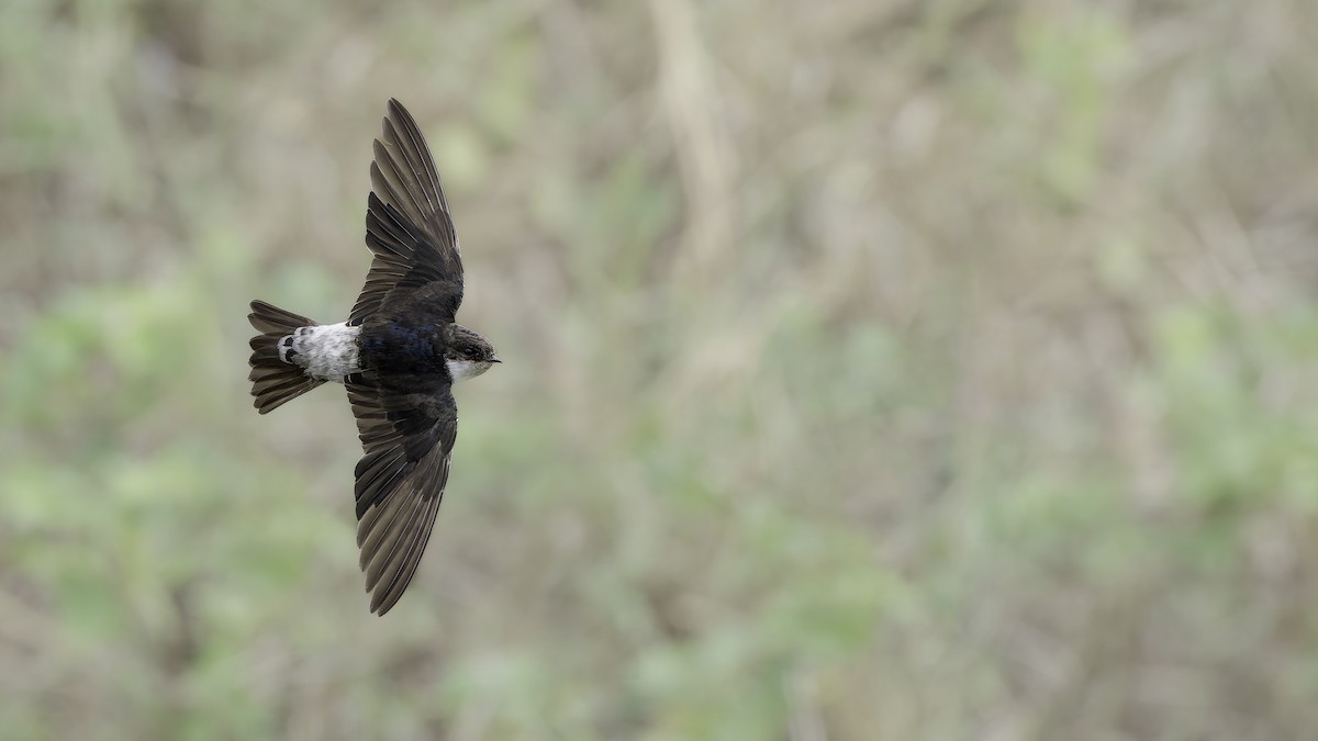 Siberian House-Martin - ML646345876