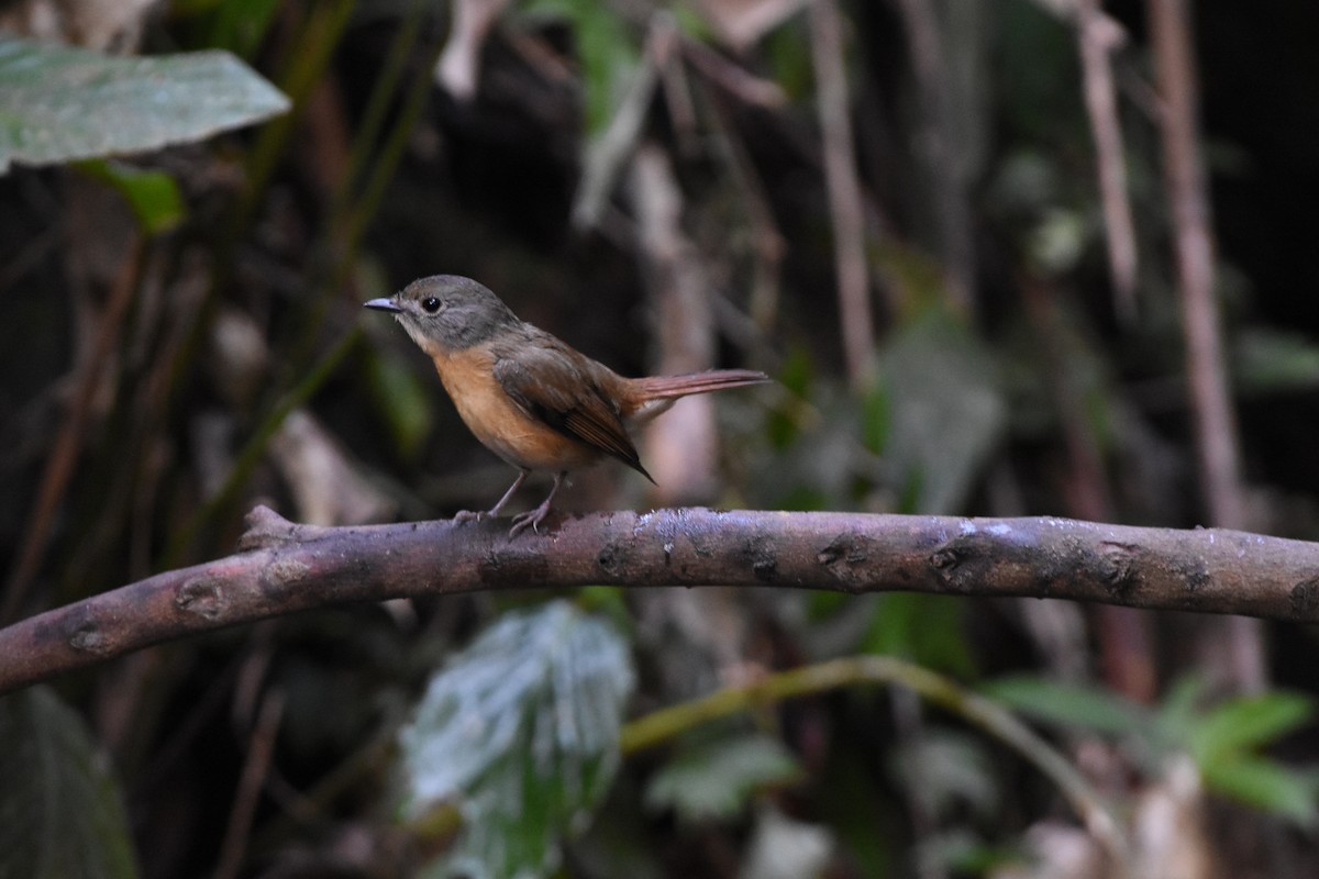 Pale-chinned Flycatcher - ML646345879
