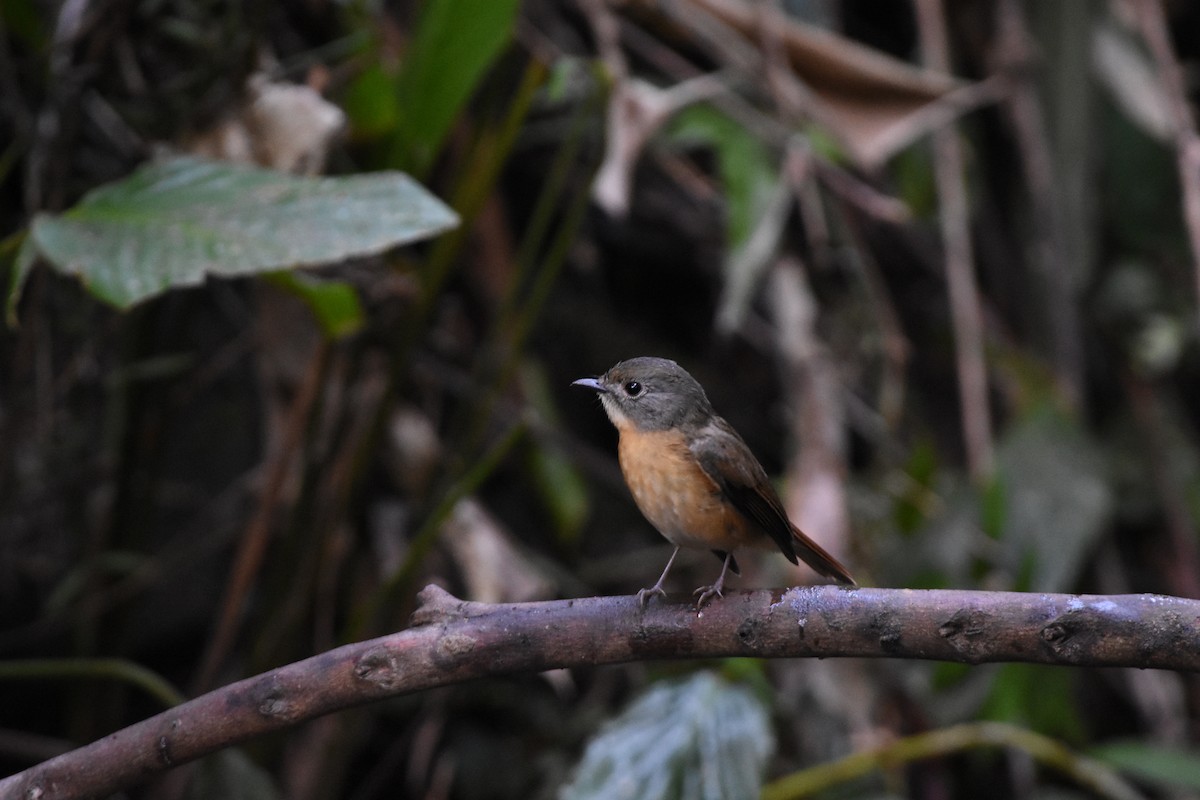 Pale-chinned Flycatcher - ML646345889