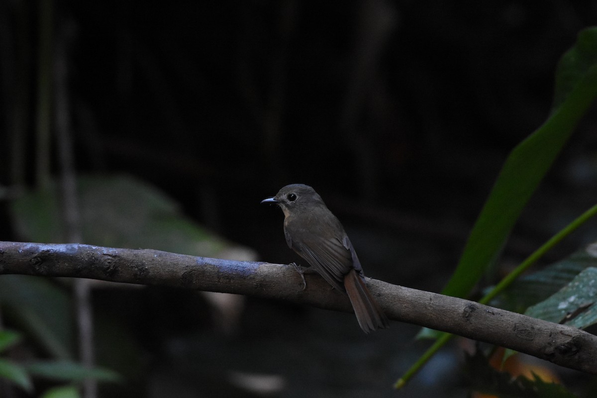 Pale-chinned Flycatcher - ML646345893