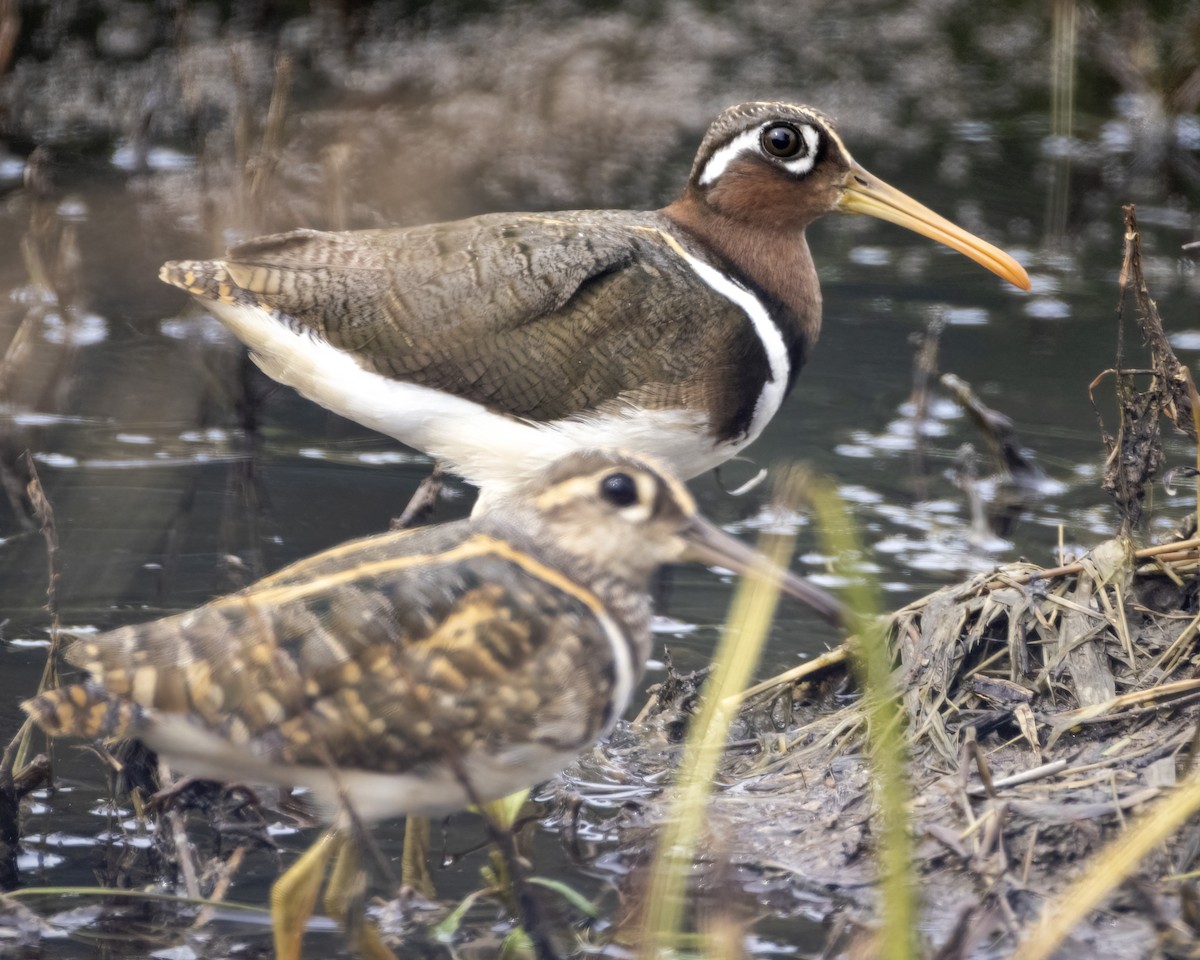Greater Painted-Snipe - ML646345895