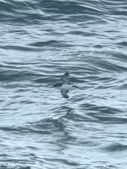 Gabai arrunta - ML646345900