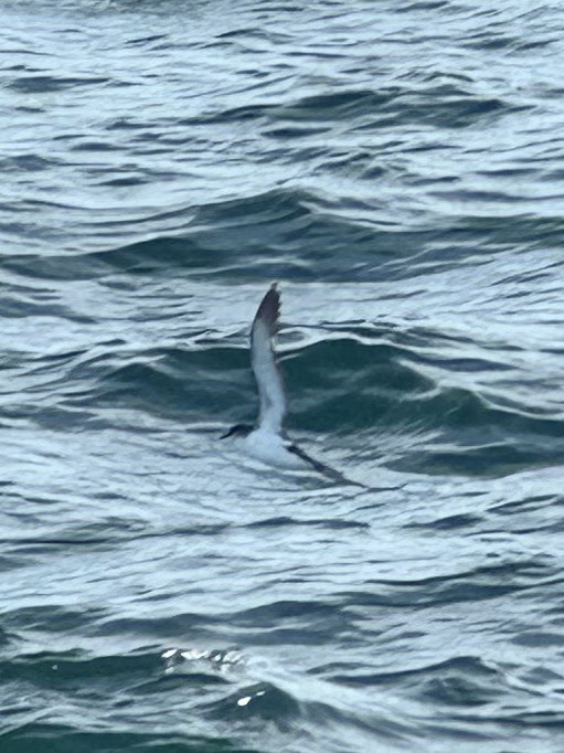 Gabai arrunta - ML646345901