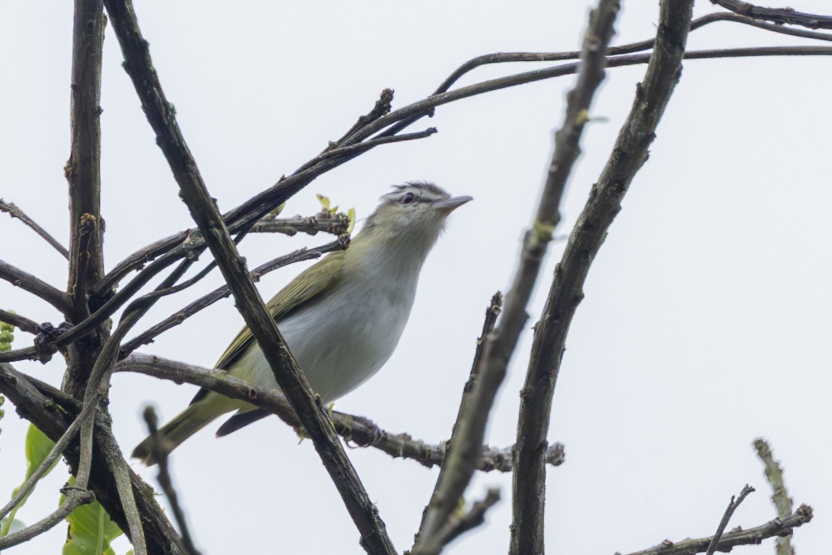 Kızıl Gözlü Vireo - ML646345905