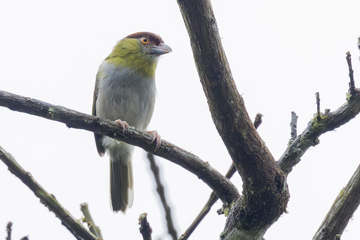 Rufous-browed Peppershrike - ML646345906