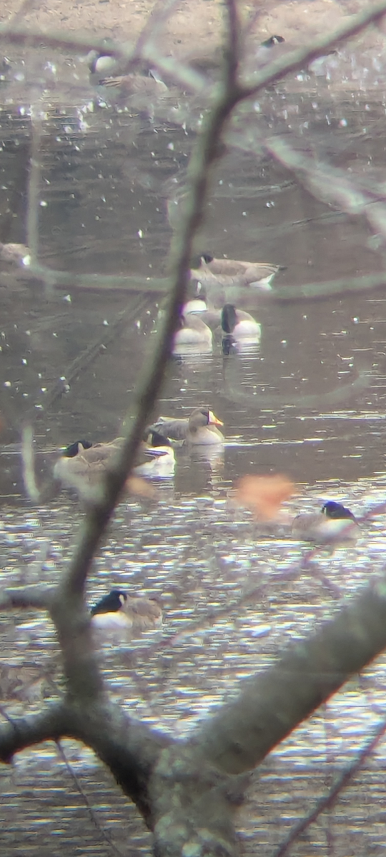 Greater White-fronted Goose - ML646345911