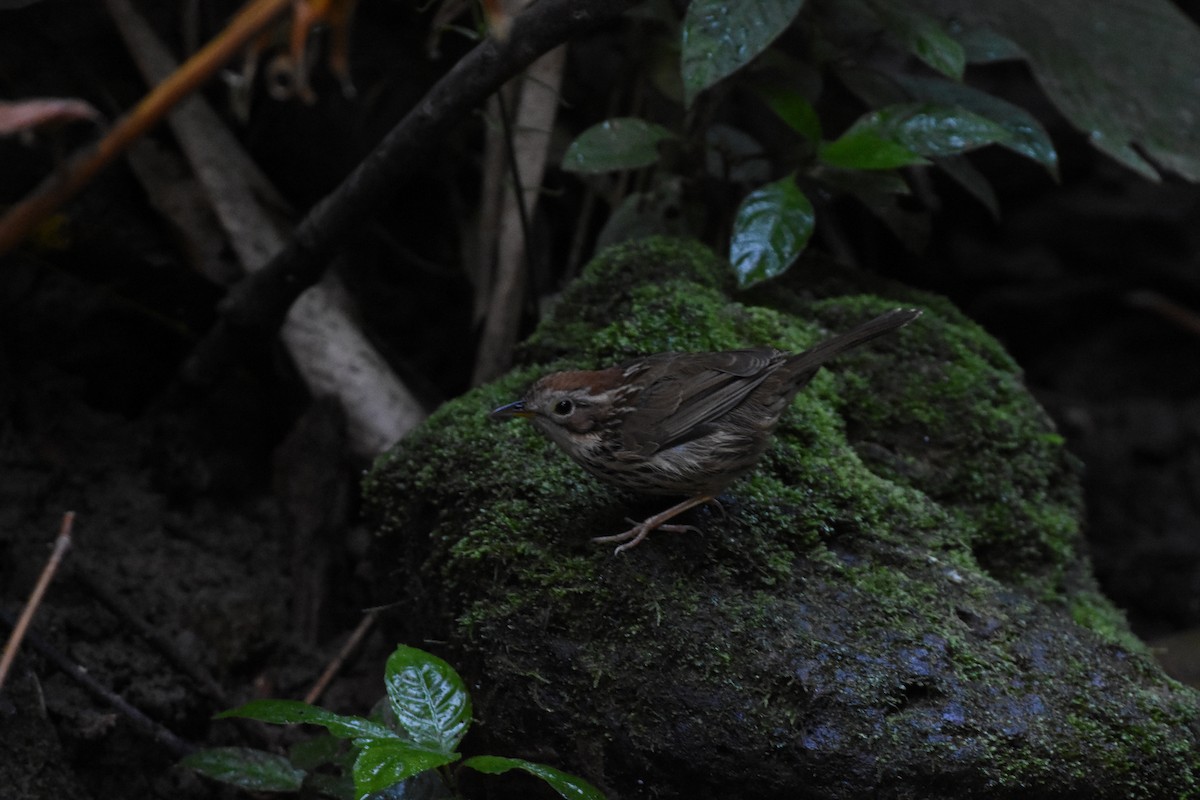 Puff-throated Babbler - ML646345913