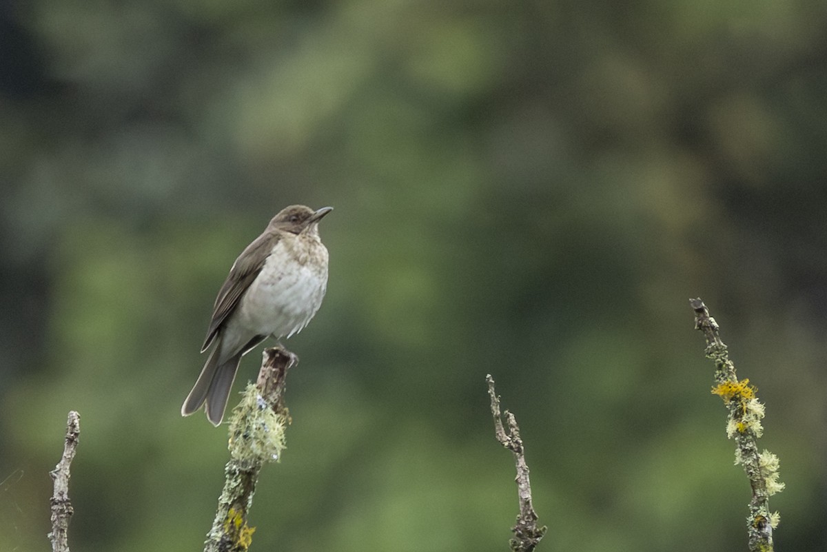 Черноклювый дрозд - ML646345914