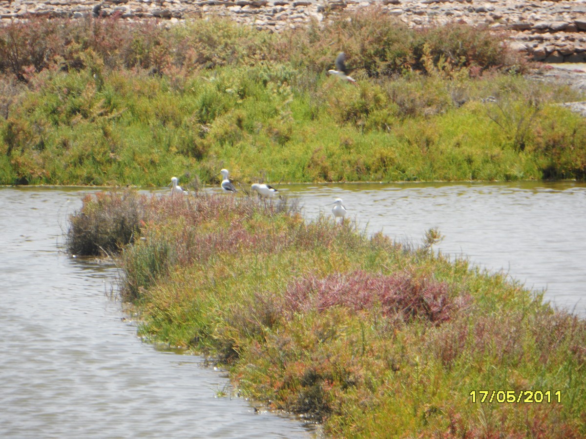 Zankaluze eurasiarra - ML646345919