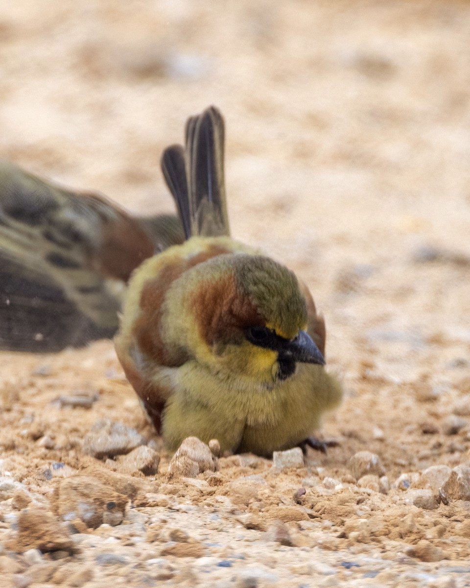 Plain-backed Sparrow - ML646345921