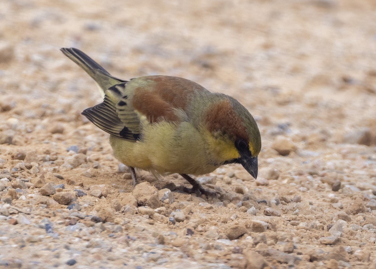 Plain-backed Sparrow - ML646345922