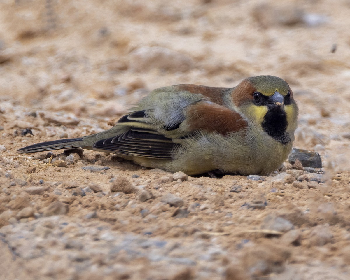 Plain-backed Sparrow - ML646345923