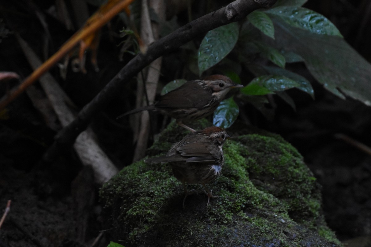 Puff-throated Babbler - ML646345925