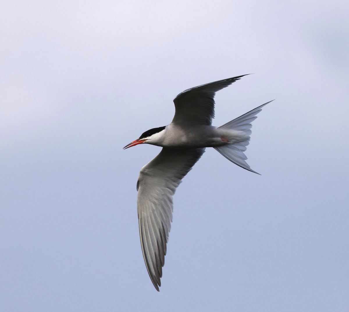 Common Tern - ML646345930