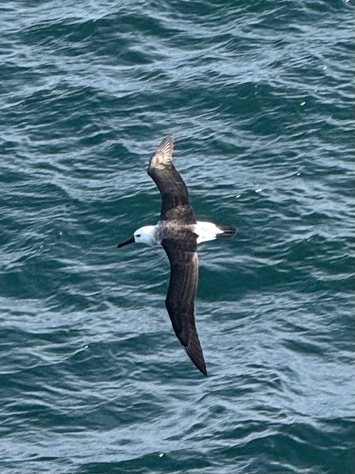 אלבטרוס צהוב-מקור - ML646345934
