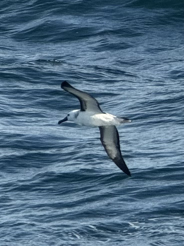 אלבטרוס צהוב-מקור - ML646345935