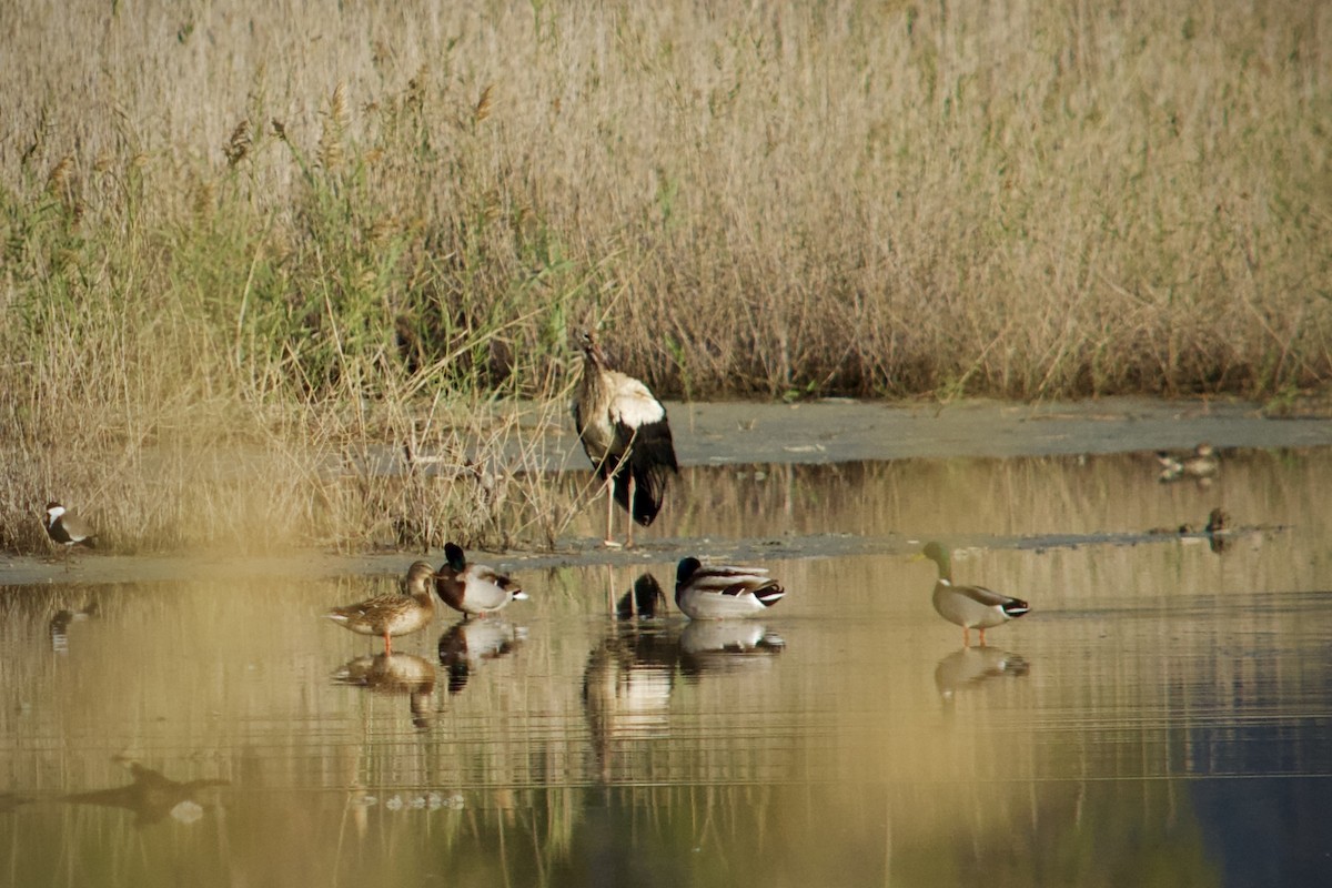 White Stork - ML646345940