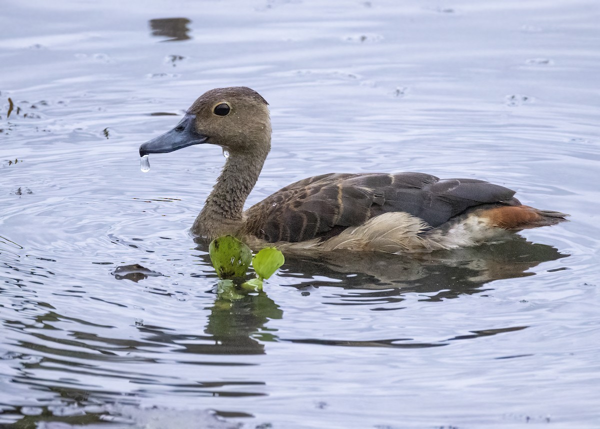 Lesser Whistling-Duck - ML646345941