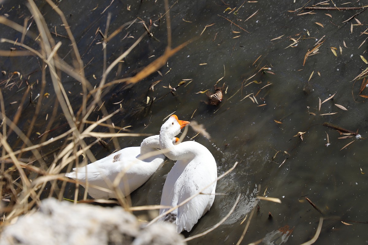 Ánsar Cisnal (variedad doméstica) - ML646345943