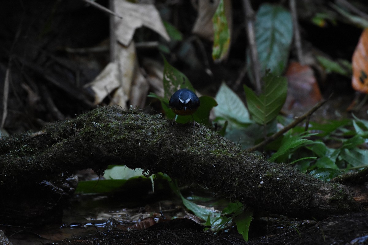 Snowy-browed Flycatcher - ML646345944