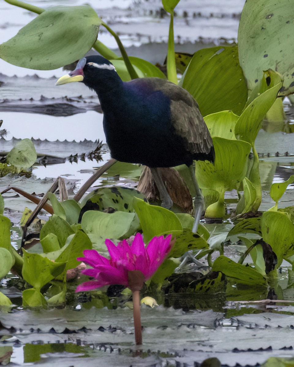 ostnák hnědoocasý - ML646345955