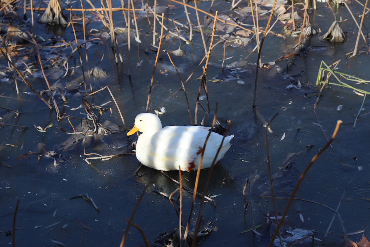 kachna domácí - ML646345957