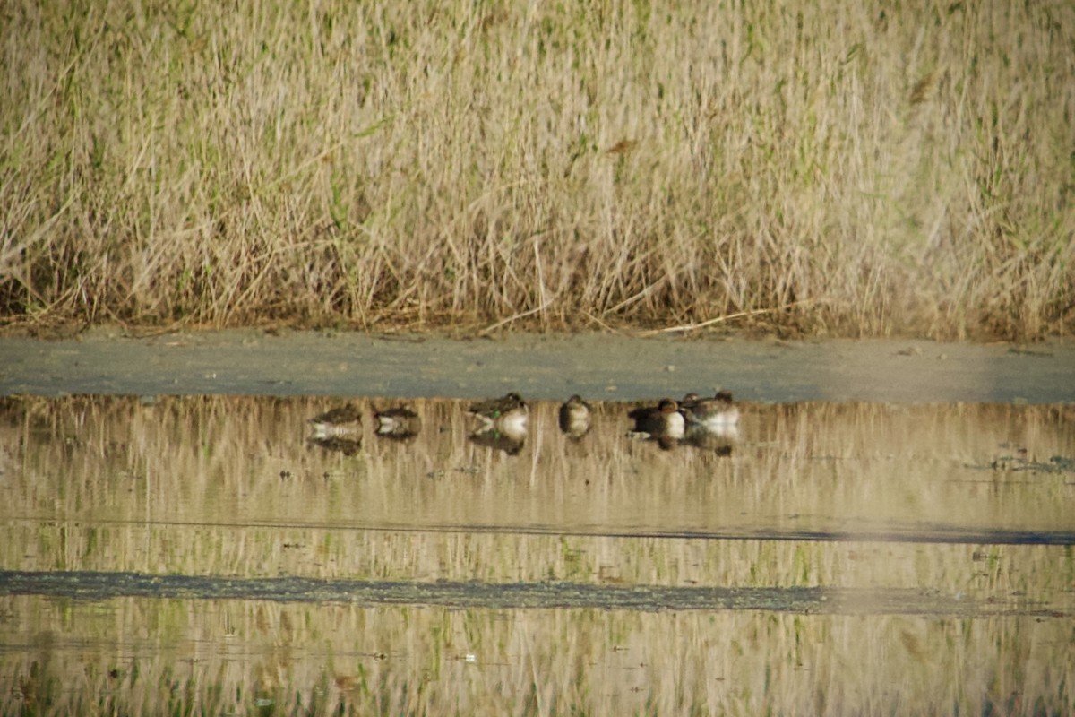 Green-winged Teal - ML646345958
