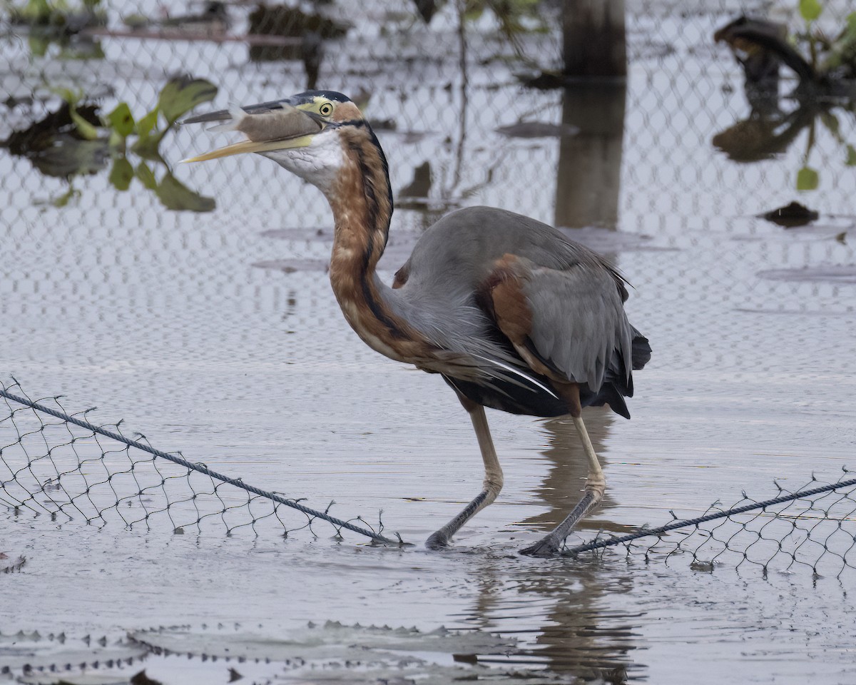 Purple Heron - ML646345971