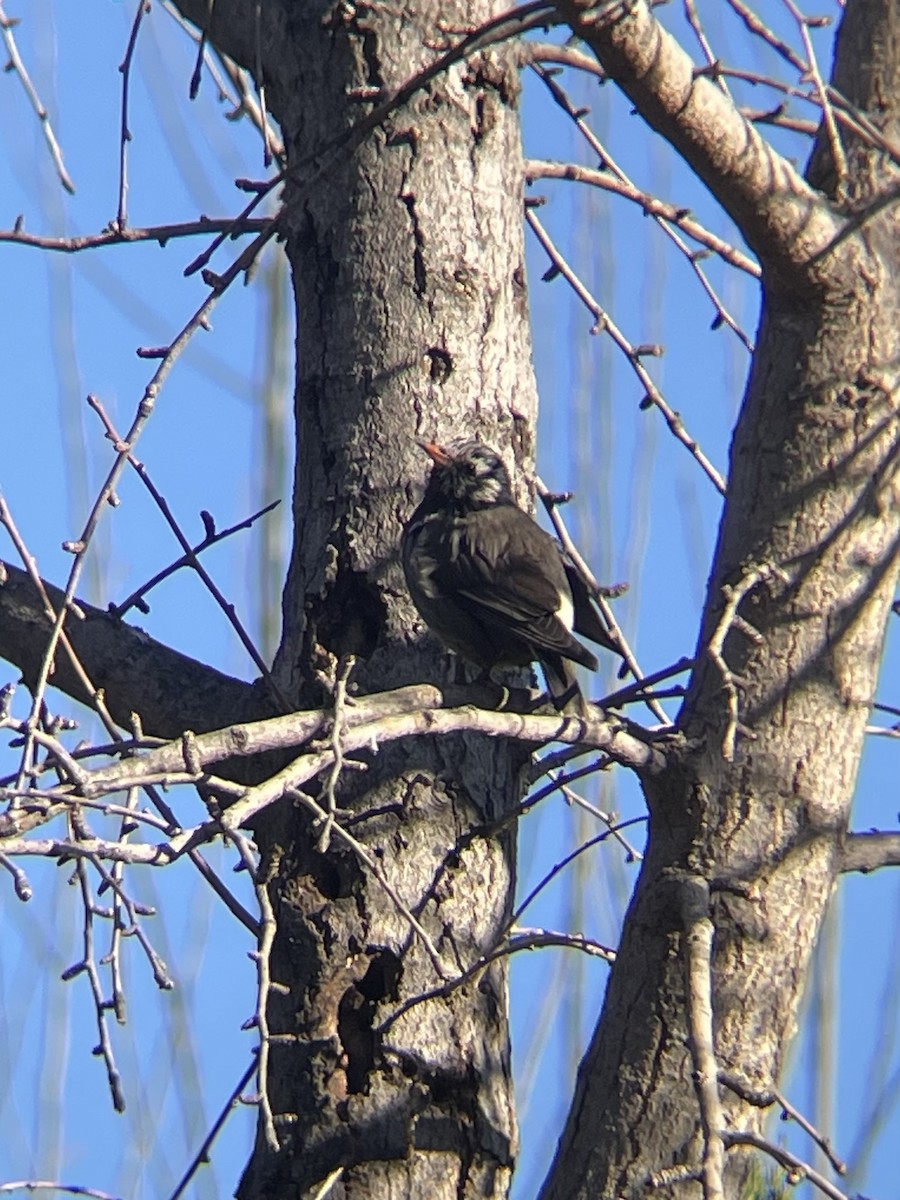 špaček východní - ML646345972