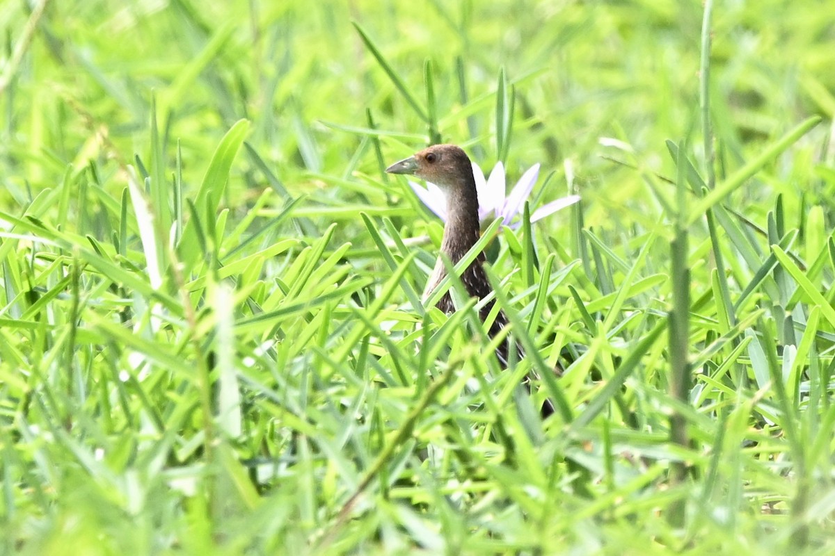 Striped Crake - ML646345974