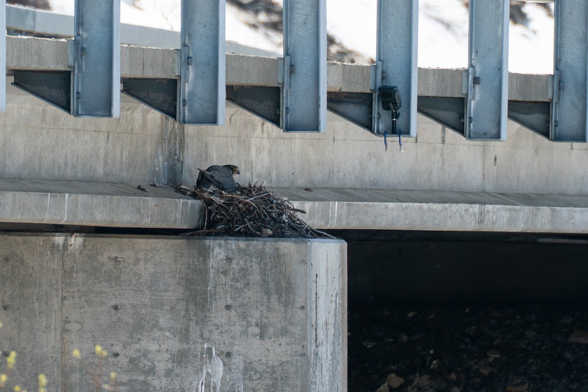 jaktfalk - ML646345975