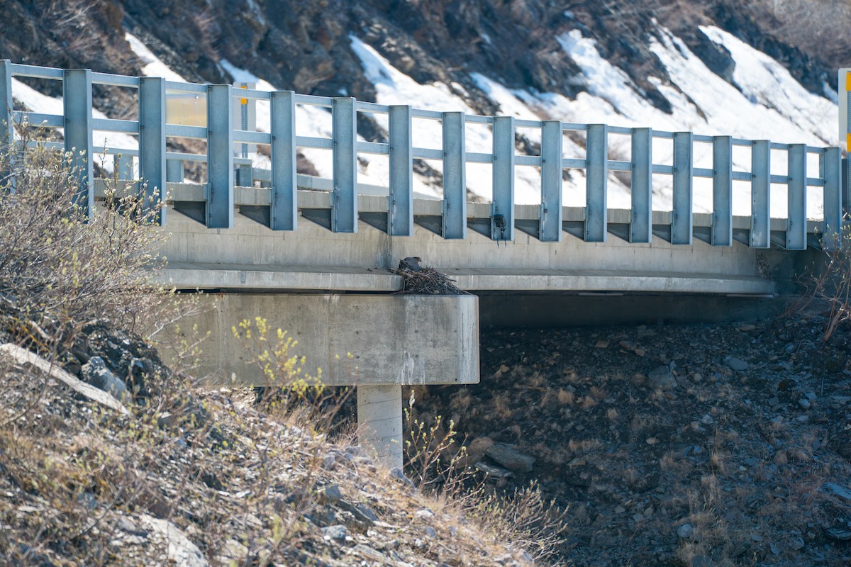 jaktfalk - ML646345976