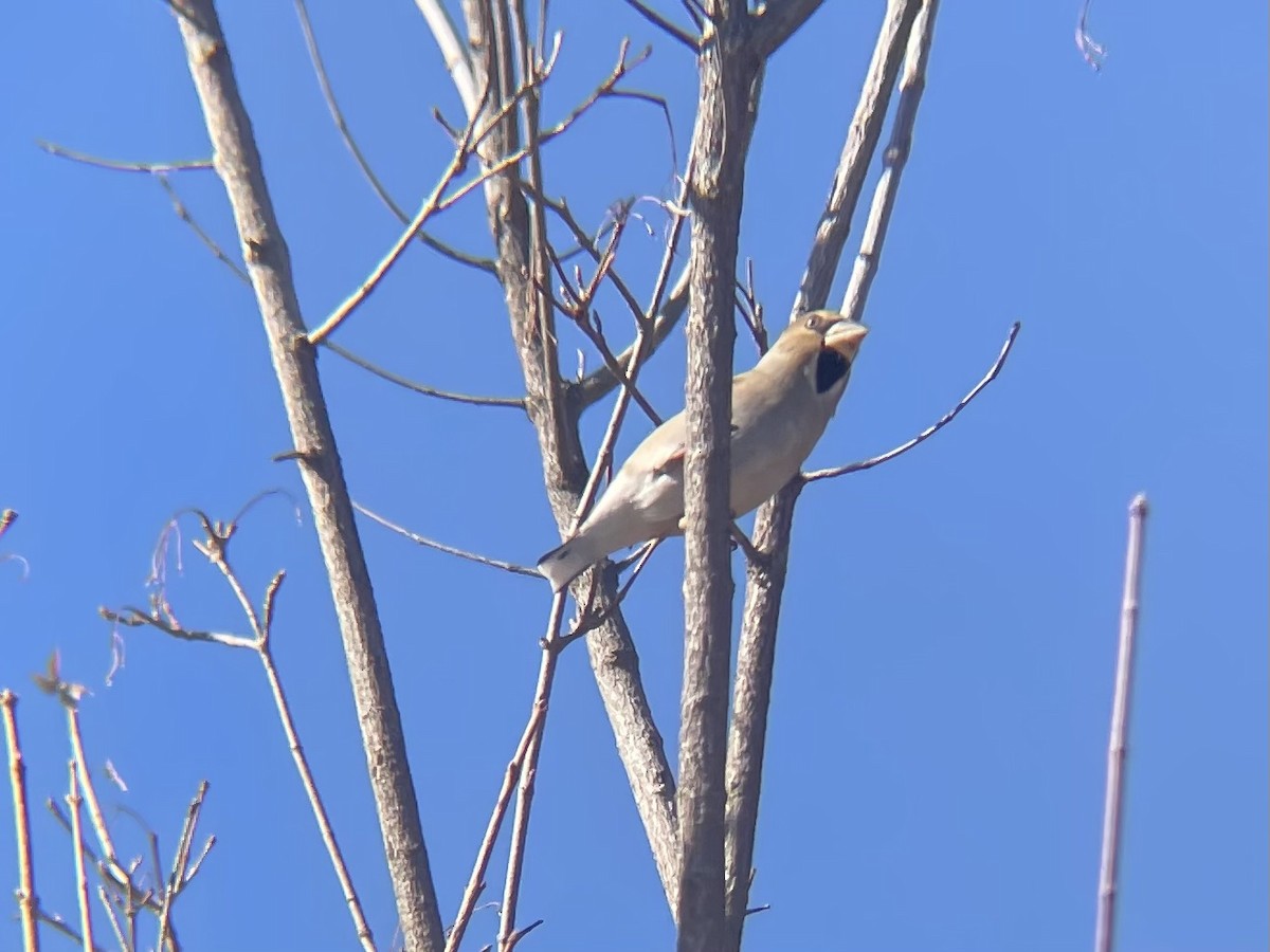 dlask tlustozobý - ML646345977