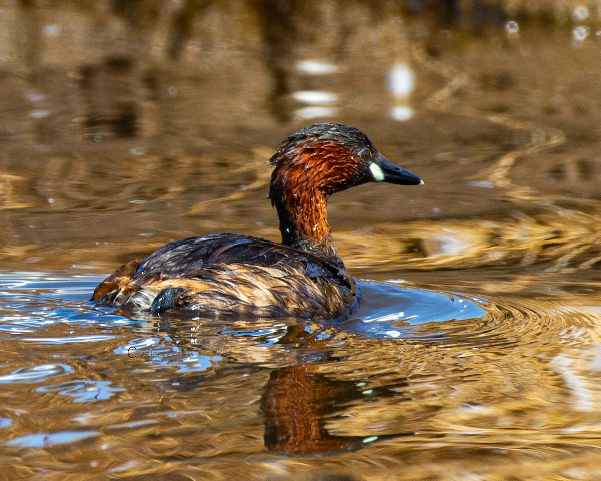 小鸊鷉 - ML646345991