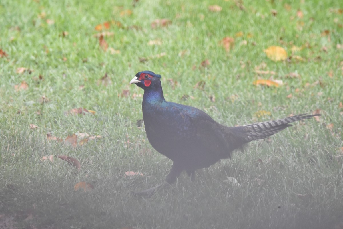 Ring-necked Pheasant - ML646345992