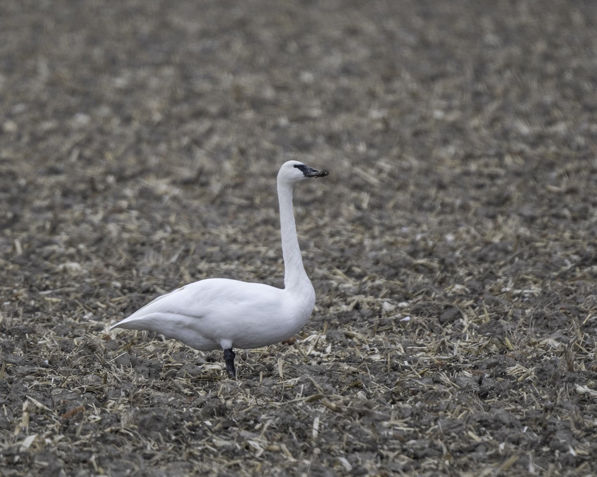 Trumpeter Swan - ML646345996