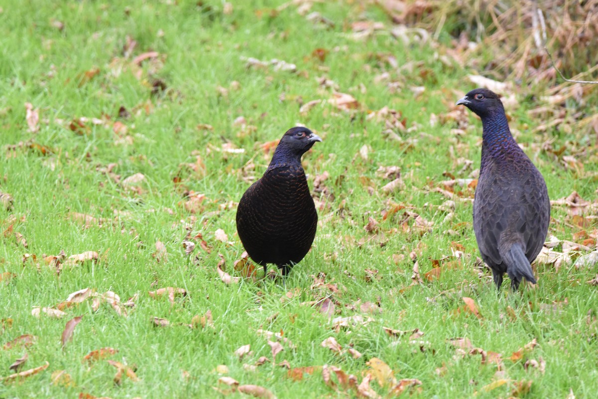 Ring-necked Pheasant - ML646346007