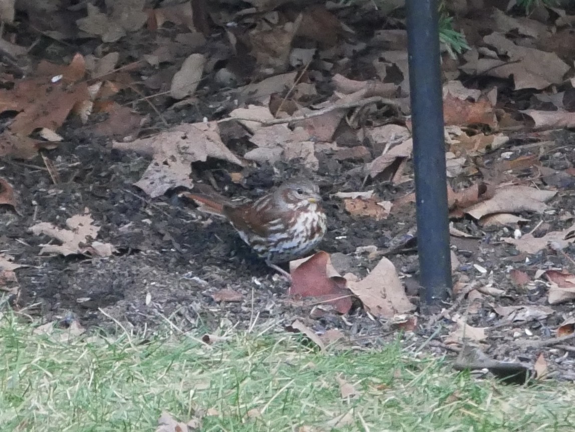 Fox Sparrow (Red) - ML646346017