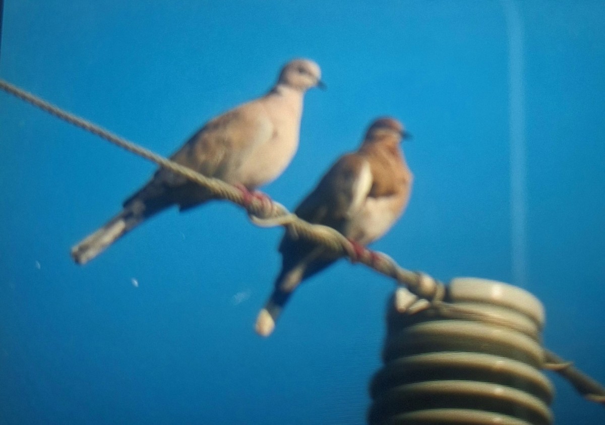 White-winged Dove - ML646346035