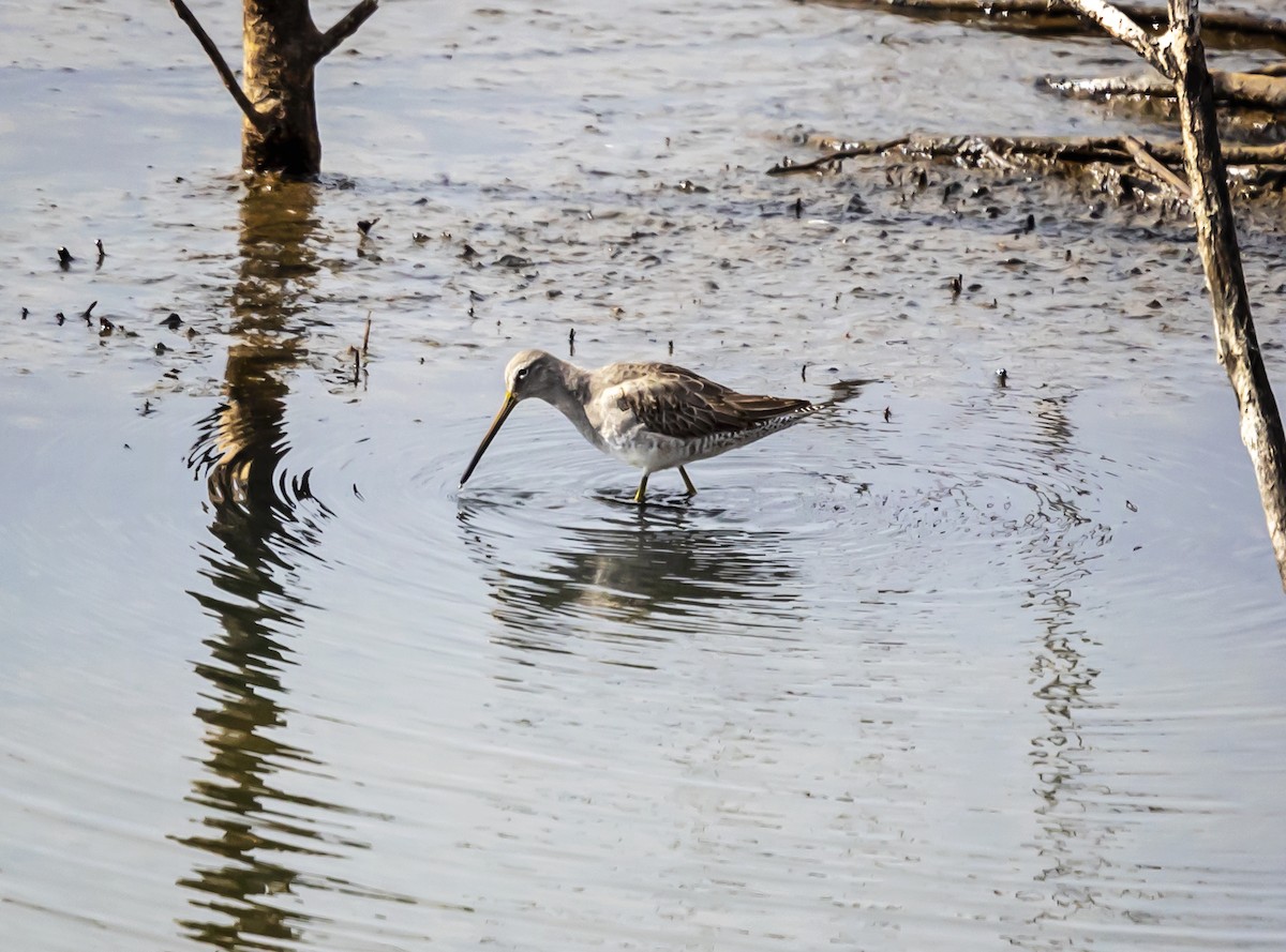 Agujeta Escolopácea - ML646346037