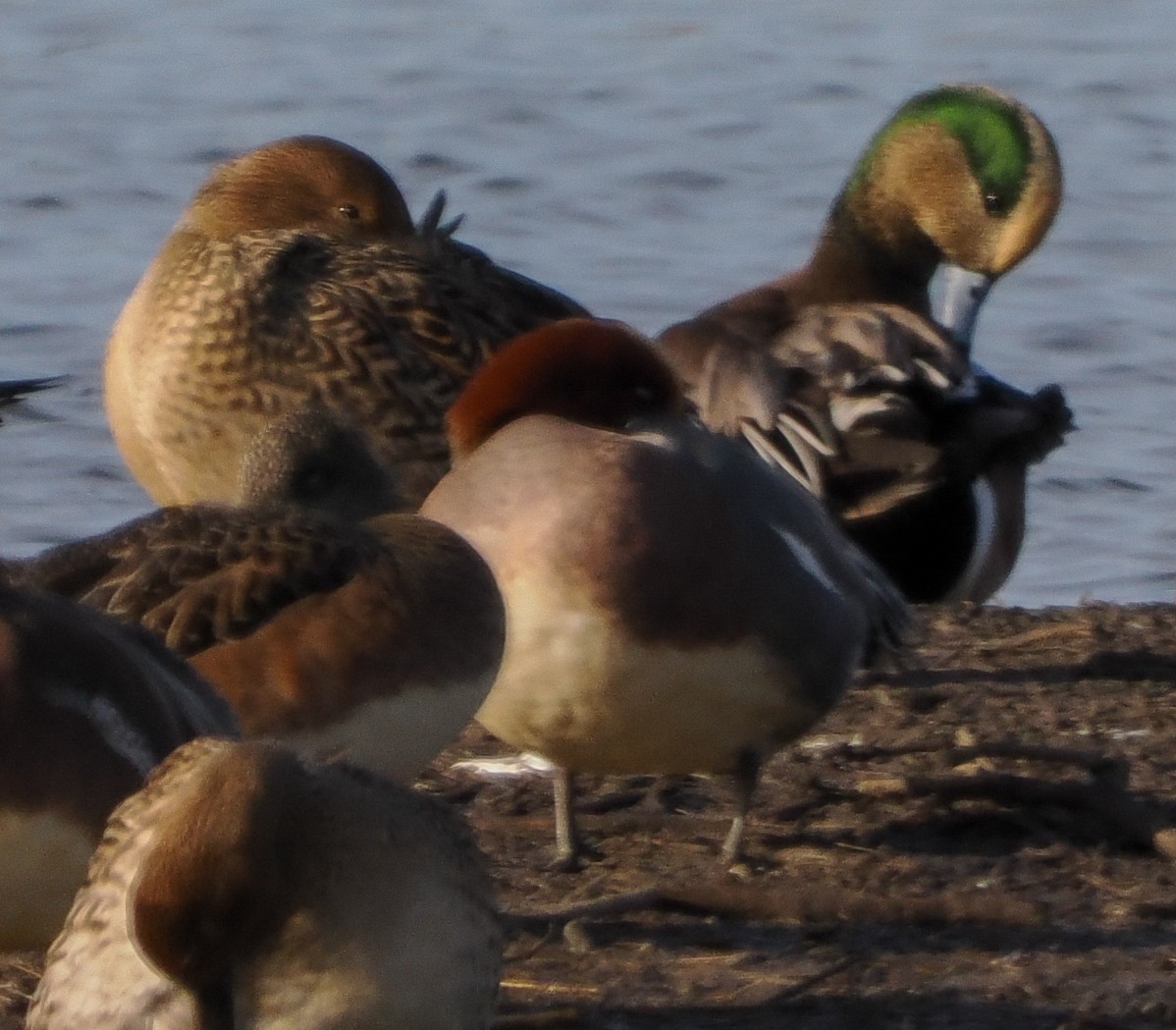 Eurasian Wigeon - ML646346038