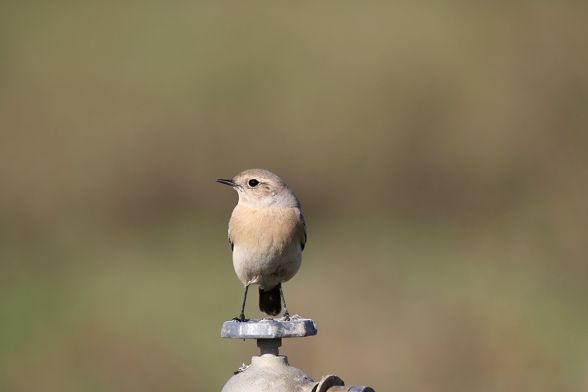 Desert Wheatear - ML646346040