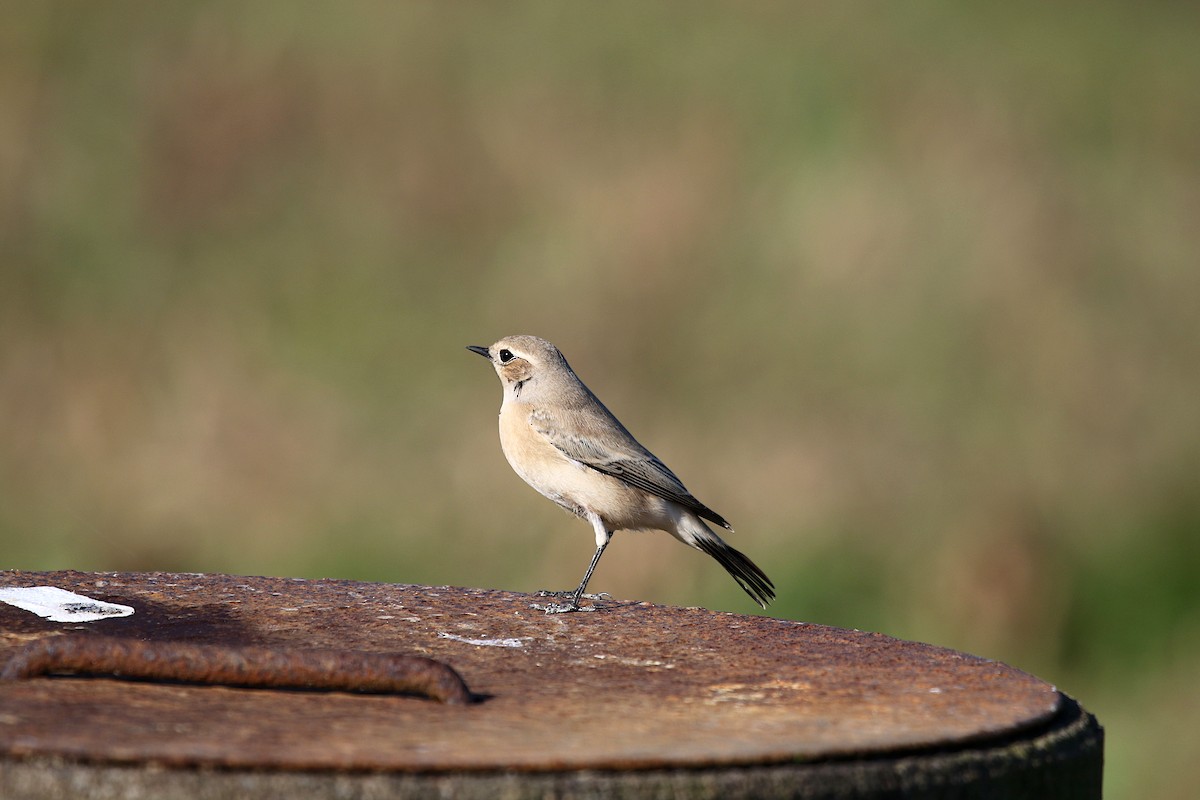 Desert Wheatear - ML646346041