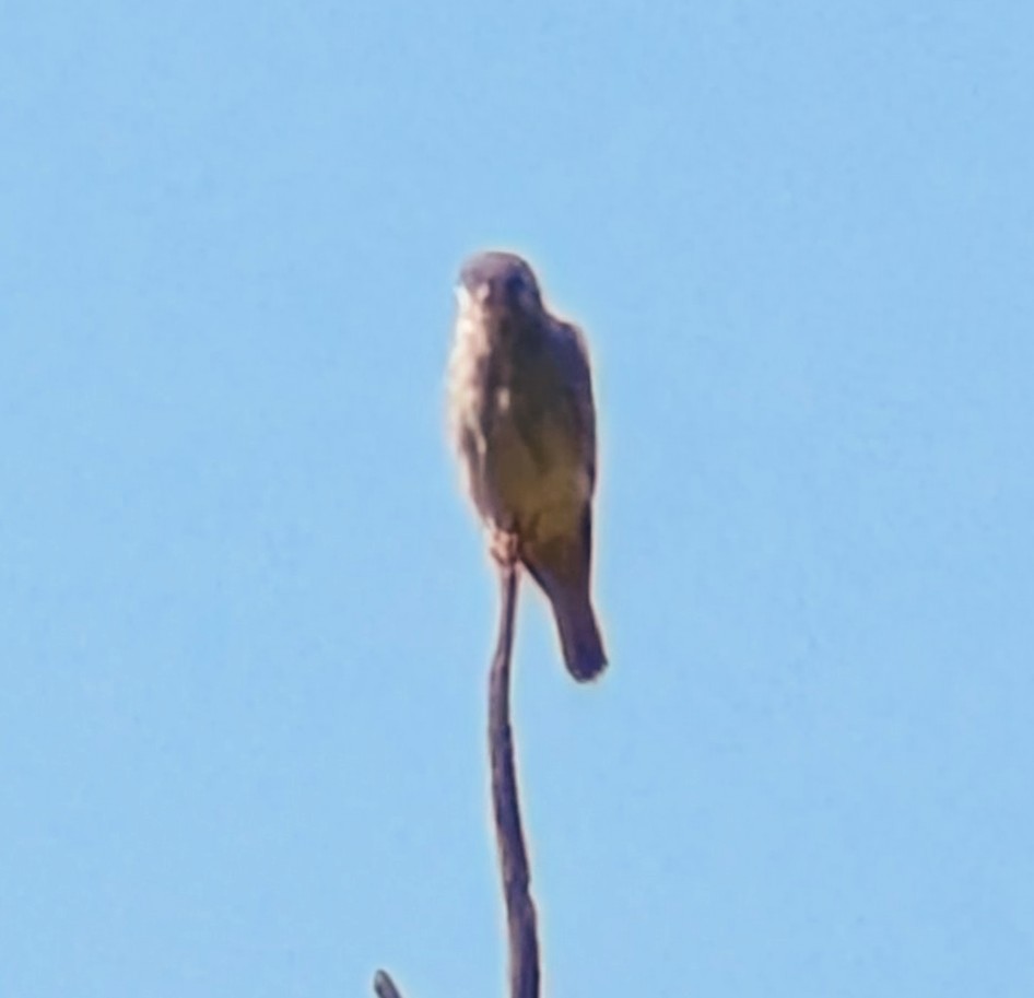 American Kestrel - ML646346046