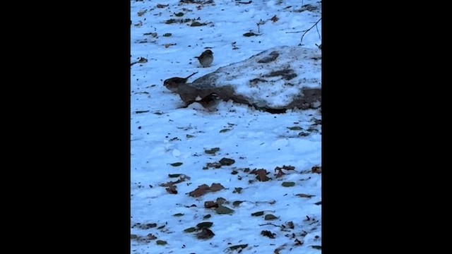 ノドジロシトド - ML646346050